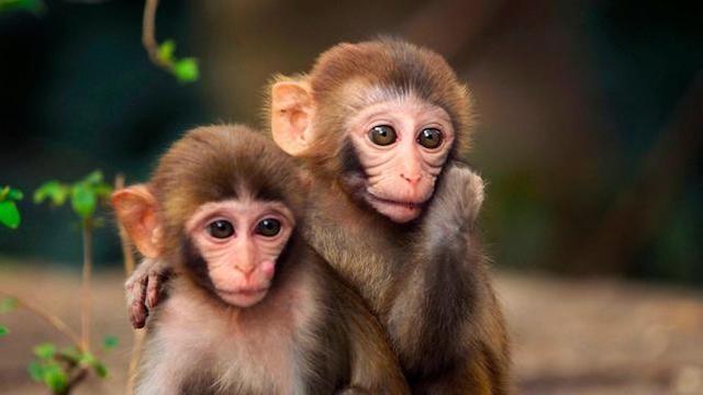 Wildes China (3): Reich der Tiger und Affen