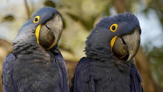 Naturwunder Pantanal