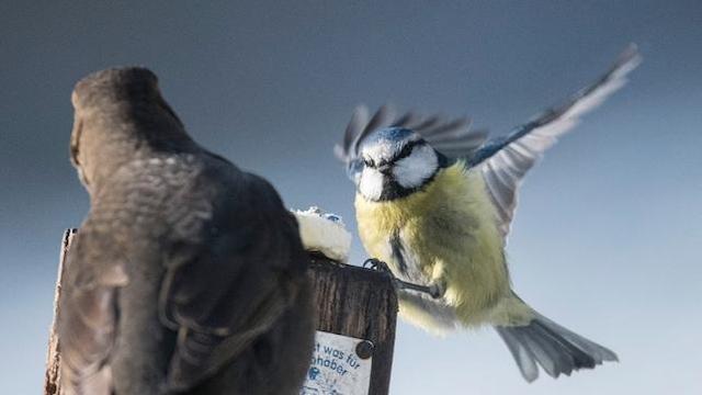 Birdrace in Bayern - Wettrennen der Vogelzähler