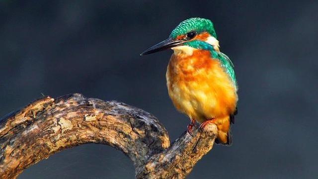 Wilde Tiere an der Leine