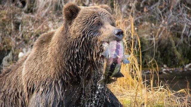 Der Berg der Bären – Yukons Grizzlys
