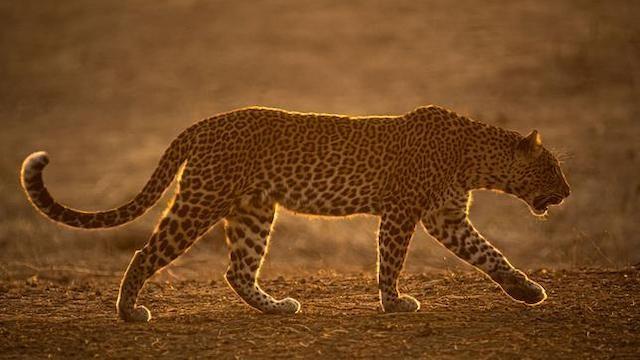 Sambia – Königreich der Leopardin