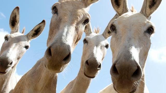 Tiere in den Flegeljahren
