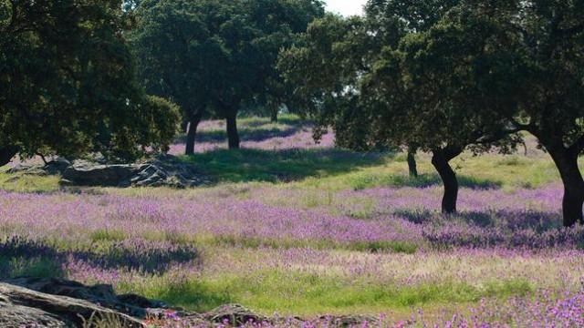 Dehesa - Spaniens einzigartige Waldlandschaft