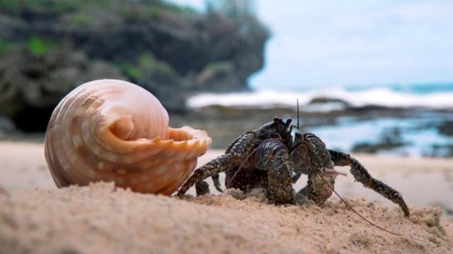 Die Weihnachtsinsel und der Palmendieb