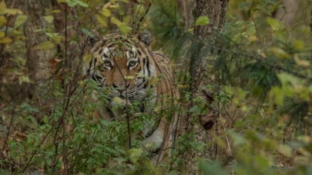Der Sibirische Tiger – Seele der russischen Wildnis