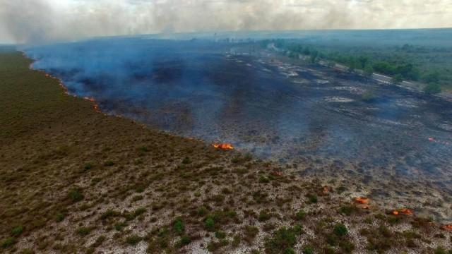 Die Artenretter (2): Fliegende Nashörner und brennende Wälder