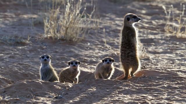 Gestatten – Familie Erdmännchen