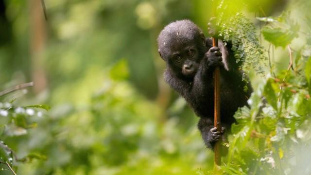 Gorillas unter Stress – Lebensraum am Limit
