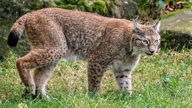 Tierische Heimkehrer – Zurück in der Natur