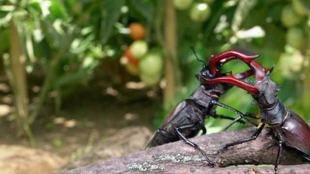 Naturwunder Gemüsegarten – Die große Welt der kleinen Tiere