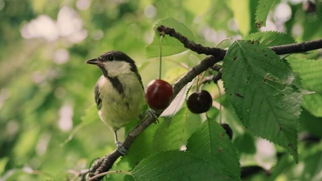 Kleine Meise ganz groß