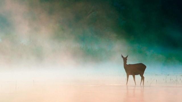 Wildes Österreich – Die Kraft des Wassers (2): Vom Bergbach zur Donau