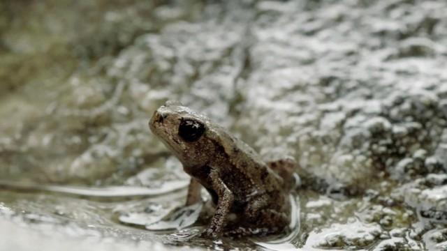Im Zaubertal der Kröten