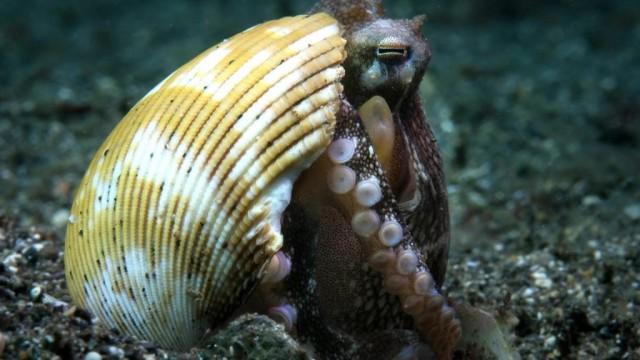 Die verrückte Welt der Tintenfische