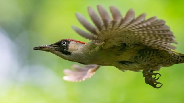 Zimmer frei - Die Baukunst der Spechte